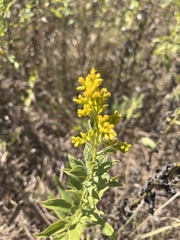 Solidago petiolaris