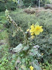 Verbascum densiflorum