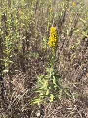 Solidago petiolaris