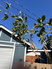 Laburnum anagyroides