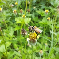 Palpada pusilla