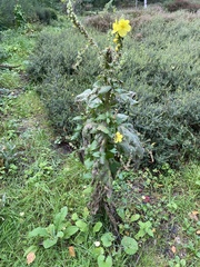 Verbascum densiflorum