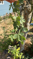 Laburnum anagyroides