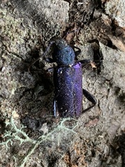 Callidium violaceum