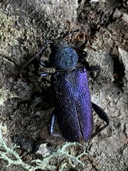 Callidium violaceum