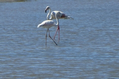 Phoenicopterus roseus