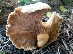 Hypomyces lateritius