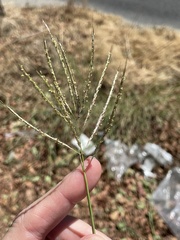 Dichanthium