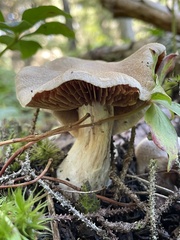 Cortinarius caperatus