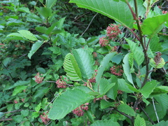 Physocarpus