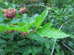 Physocarpus