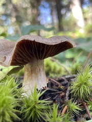 Cortinarius caperatus