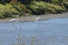 Phoenicopterus roseus