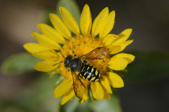 Dianthidium