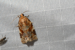 Archips argyrospila