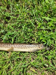 Lepisosteus platyrhincus