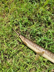 Lepisosteus platyrhincus