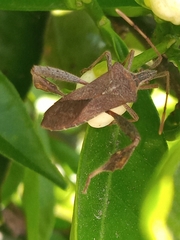 Leptoglossus concaviusculus