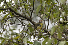 Cyclarhis gujanensis