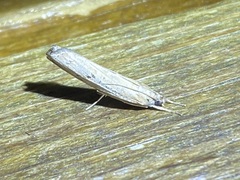 Fissicrambus mutabilis