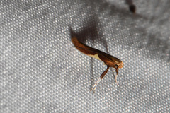 Caloptilia stigmatella