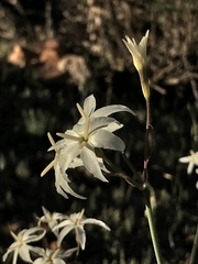 Leucocoryne appendiculata