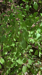 Viburnum prunifolium