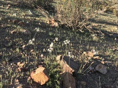 Leucocoryne appendiculata