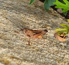 Eyprepocnemis plorans