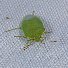 Acrosternum millierei