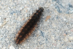 Phragmatobia
