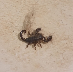 Scorpio fuscus