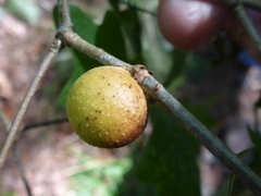 Disholcaspis quercusglobulus