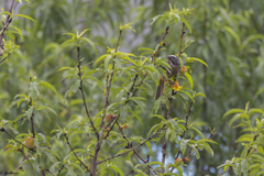 Saltator grandis