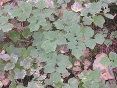 Vancouveria hexandra