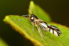 Hapalomelus flavipes