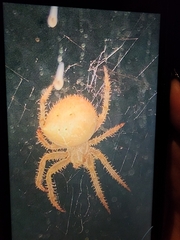 Araneus gemma