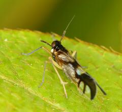 Hapalomelus flavipes