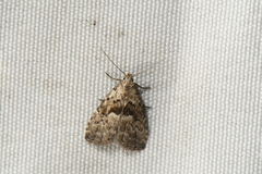 Hypenodes franclemonti