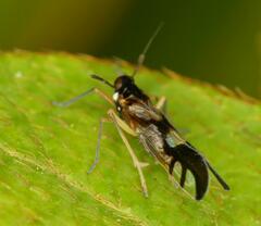 Hapalomelus flavipes