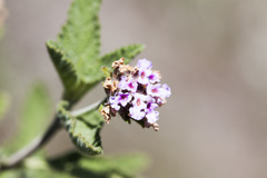 Lippia alba