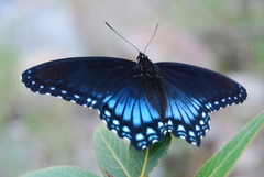 Limenitis arthemis arizonensis