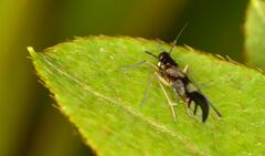 Hapalomelus flavipes