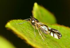 Hapalomelus flavipes