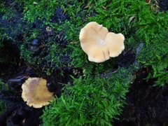 Cerioporus leptocephalus