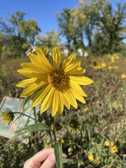 Helianthus grosseserratus