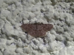 Scopula luridata