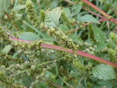 Amaranthus powellii