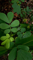 Senna obtusifolia