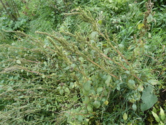 Amaranthus powellii